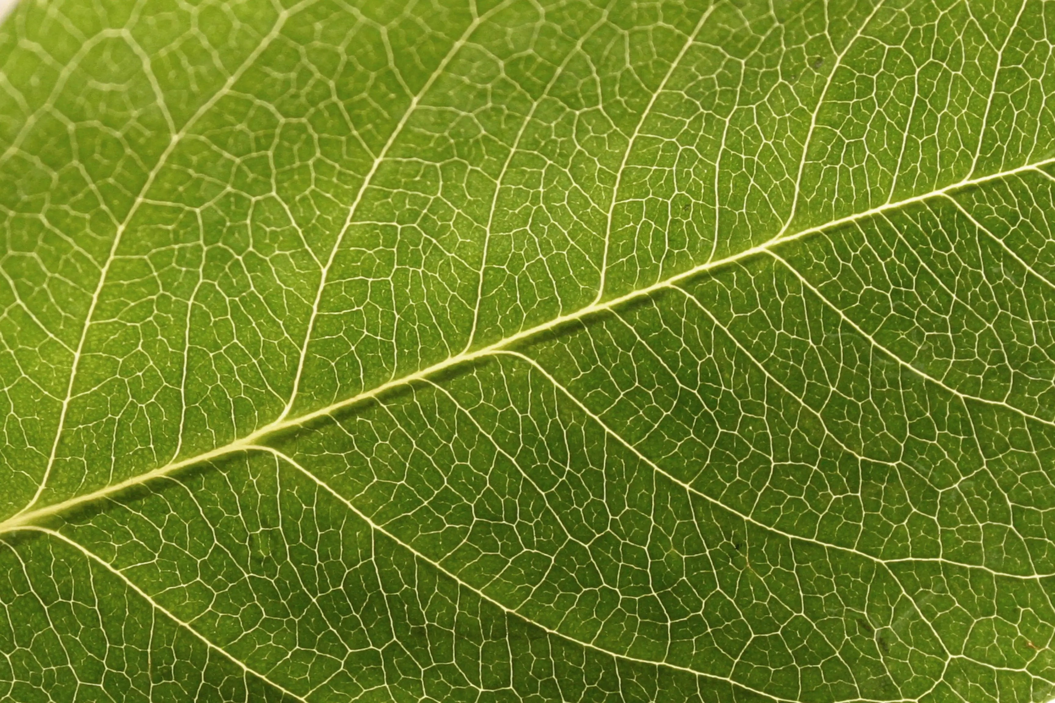 Zelluläre Resilienz – Nährstoffe im Kontext der Hallmarks of Aging