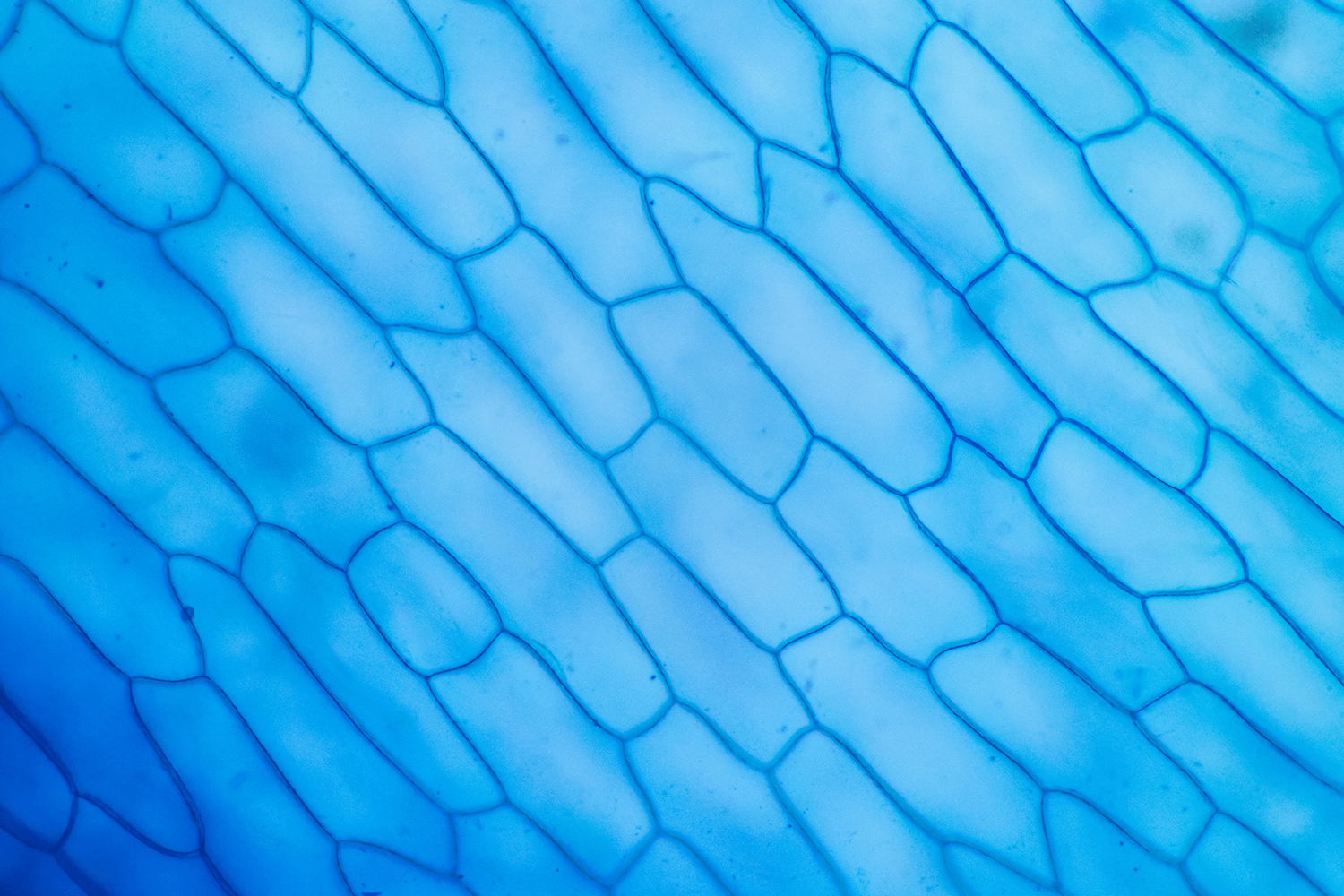 Makroaufnahme Zellstruktur