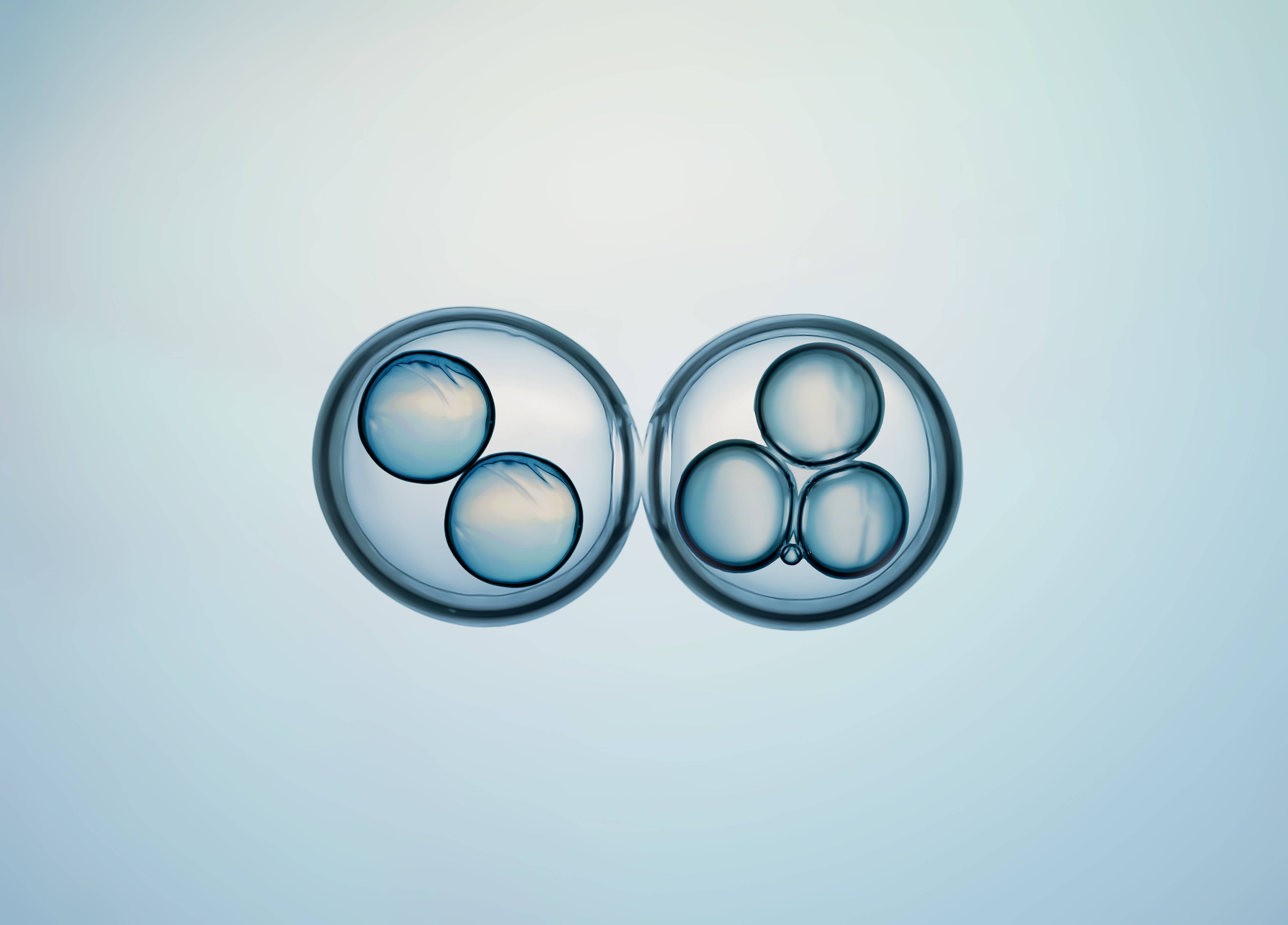 2 zellen unterm mikroskop macro aufnahme