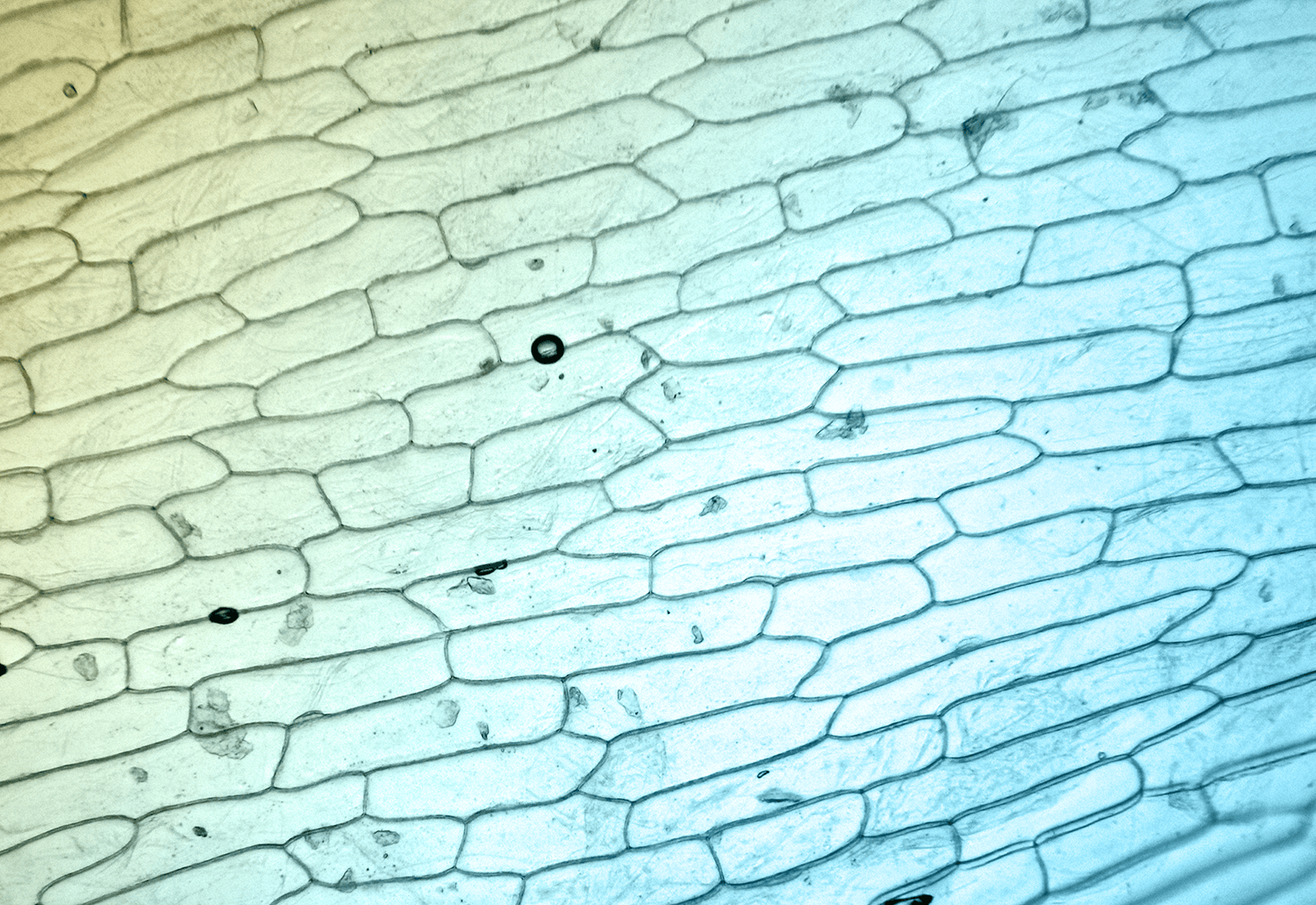 Makroaufnahme Zellen Mitochondrien unterm Mikroskop
