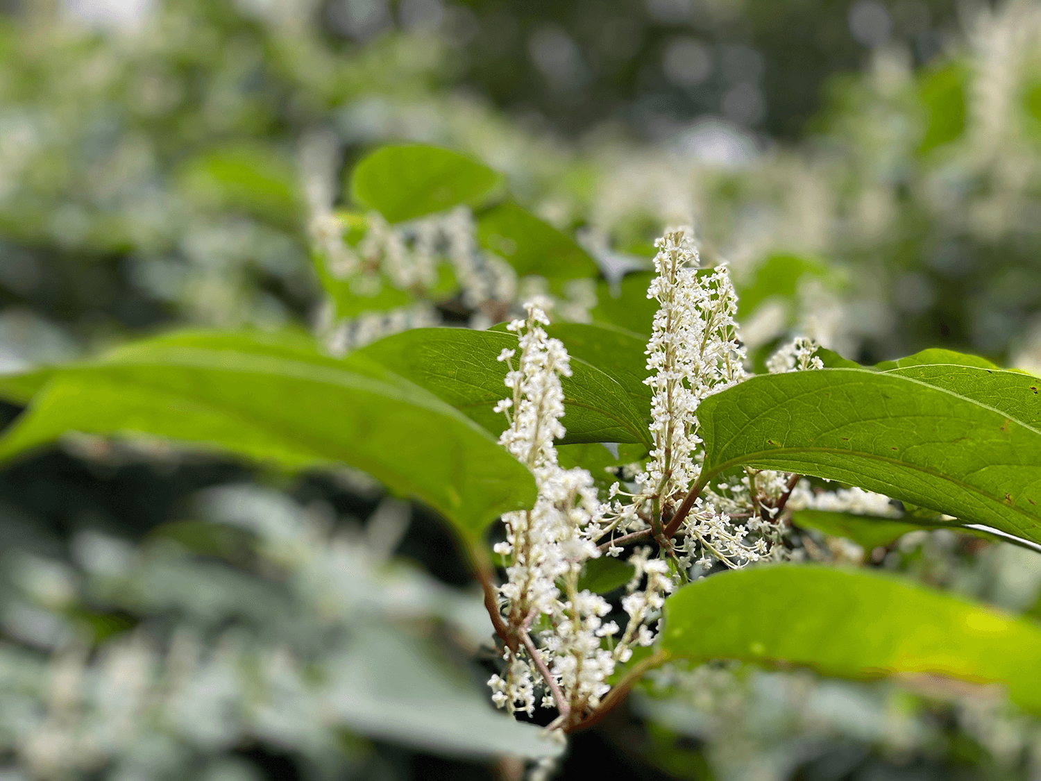 japanischer Staudenknöterich mit Blüten