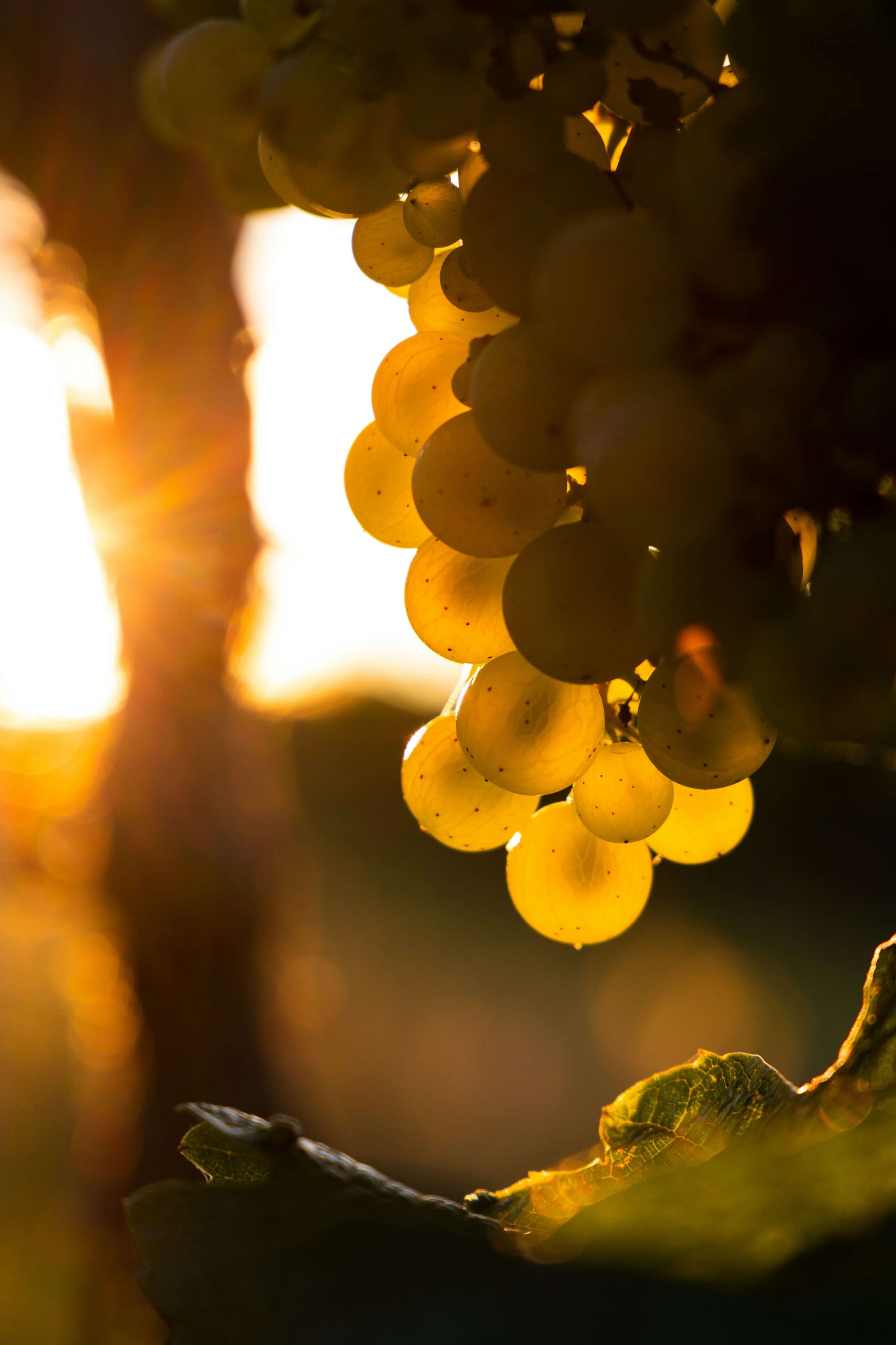 Trauben in der Sonne