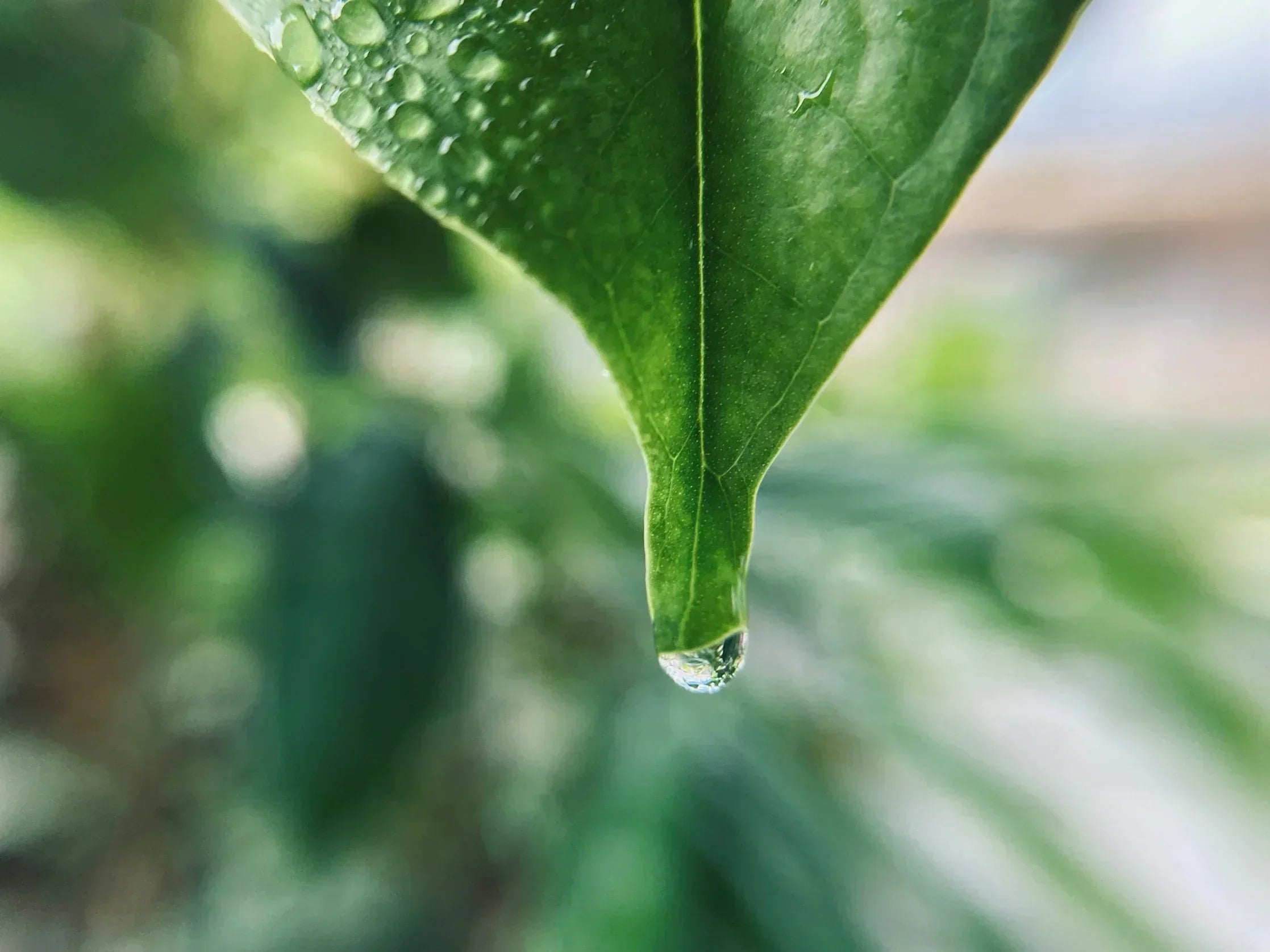 Die 5 Ebenen der NEOaging Supplement-Pyramide: Deine Orientierung für eine strukturierte Mikronährstoffroutine