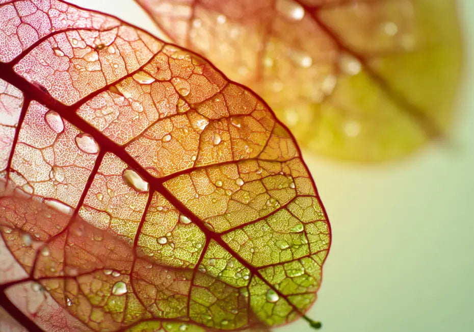 Zellschutz im City-Mode: So bremst du oxidativen Stress im urbanen Alltag mit Nährstoffen