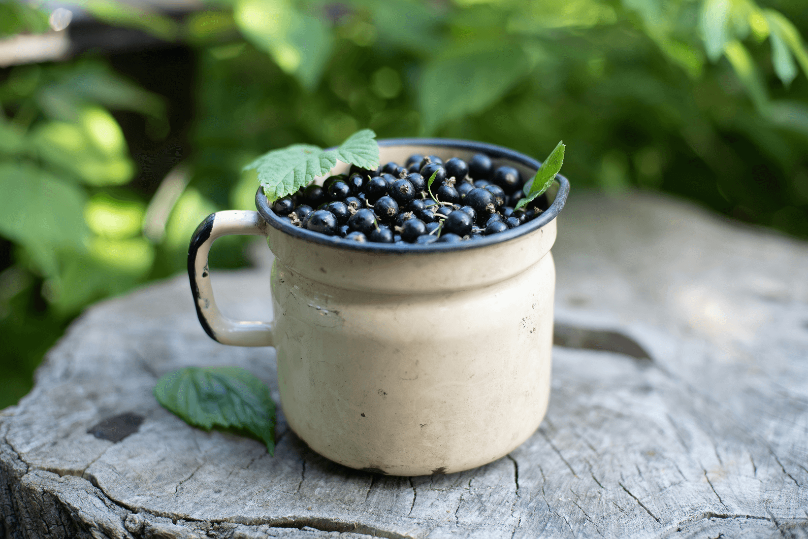 Blogartikel-superfoods-Schwarze_Johannisbeere_2.png