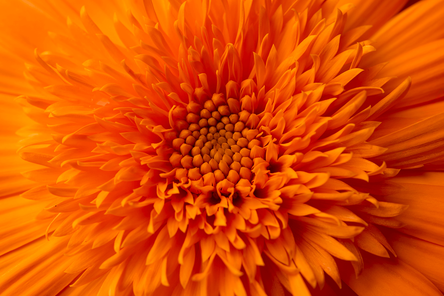 Nahaufnahme Calendula Blume