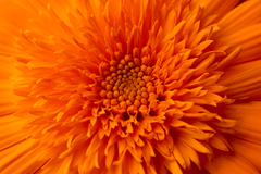 Zeaxanthin