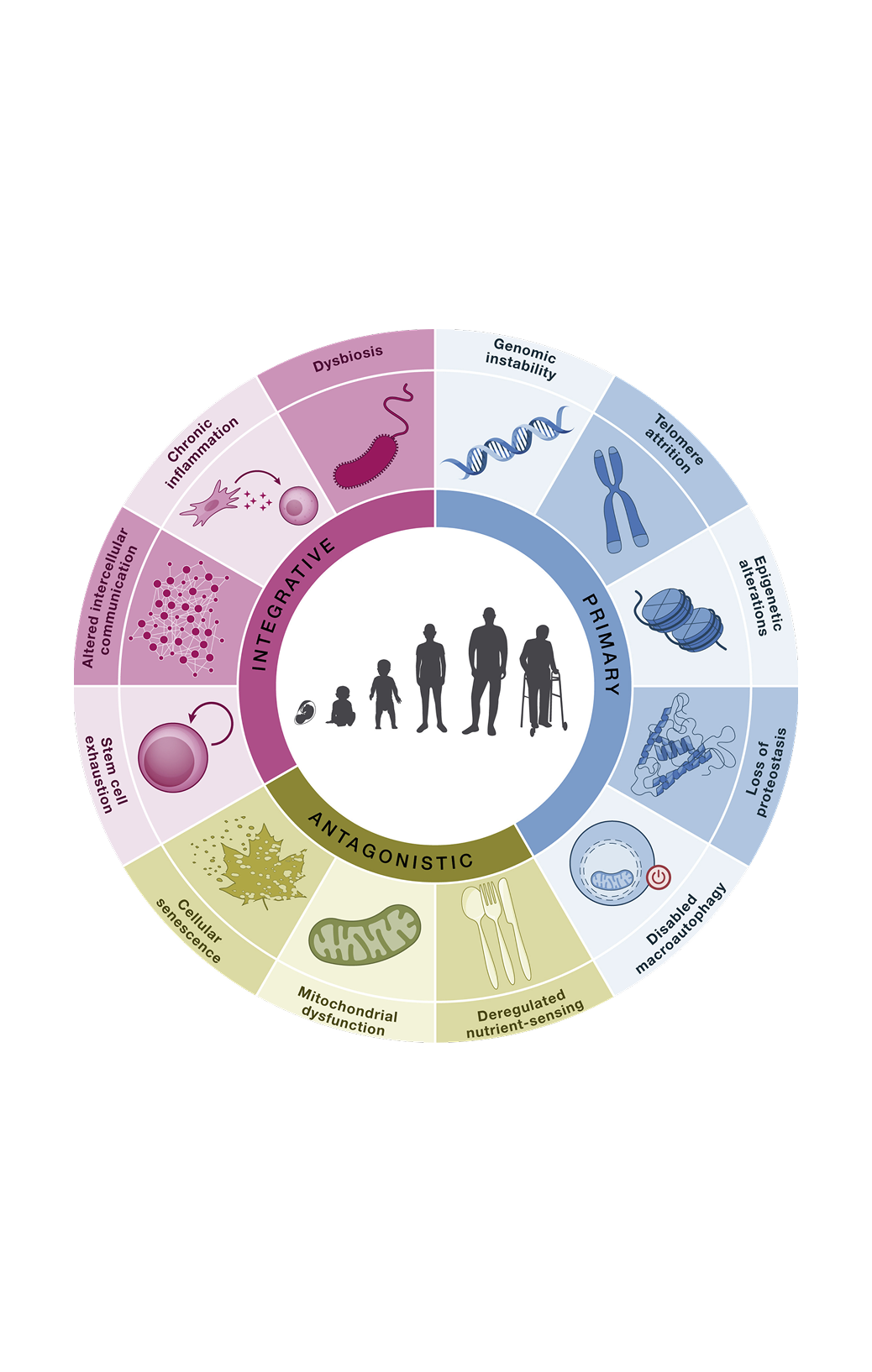Hallmarks-of-aging.png