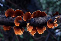 Reishi