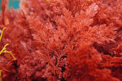 Astaxanthin