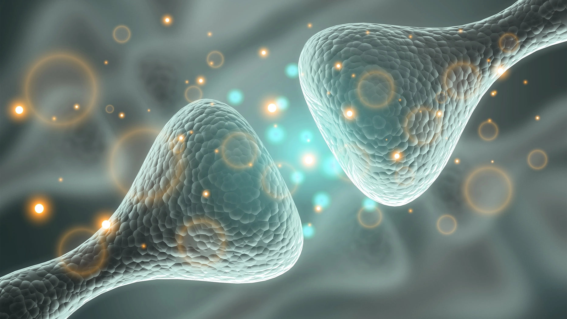 Gehirn &amp; Nervengesundheit