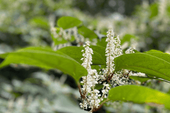 Resveratrol