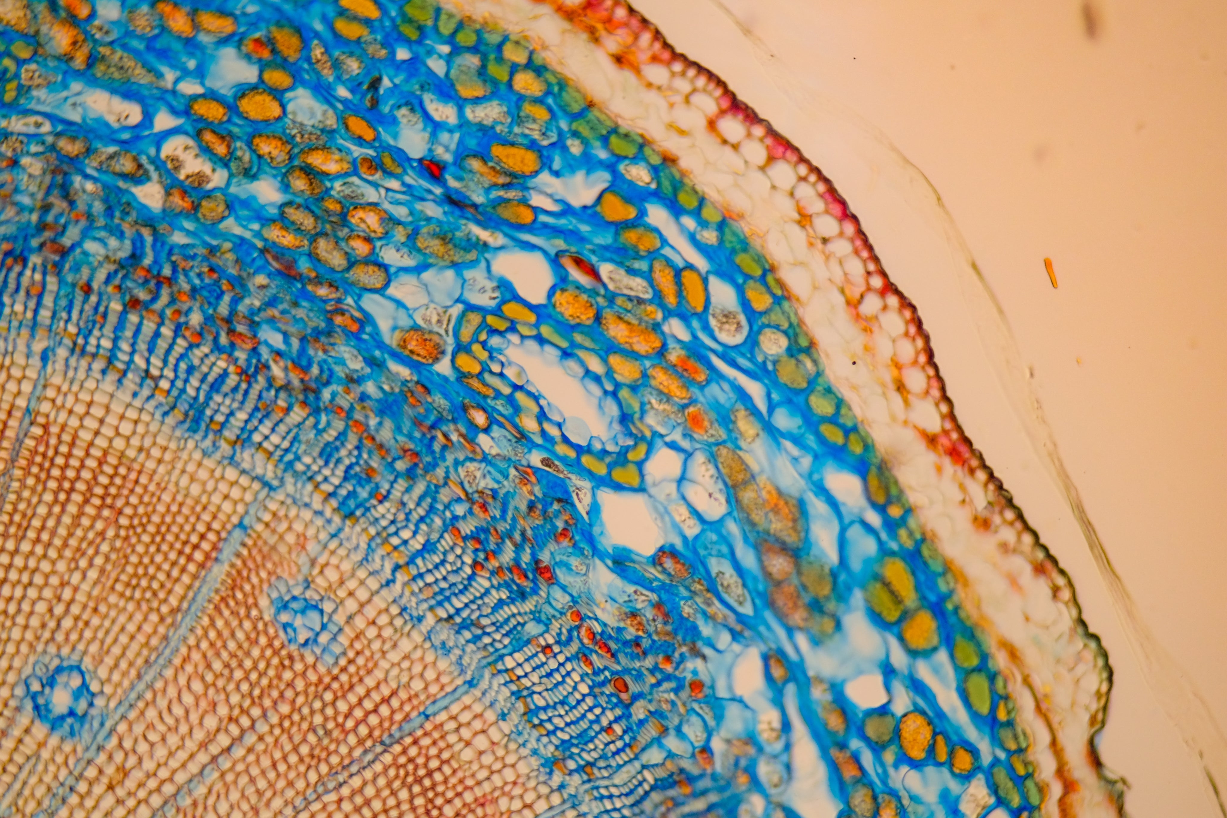 Verbesserung der Blutlipide